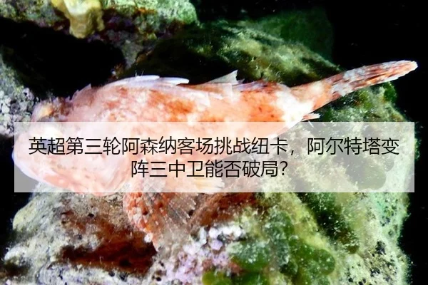 ying-chao-di-san-lun-a-sen-na-ke-chang-tiao-zhan-niu-ka-a-er-te-ta-bian-zhen-san-zhong-wei-neng-fou-po-ju-2-991.jpg